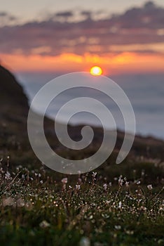 Drops of dew on the grass glows at sunset