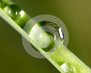 Drops of dew on the grass. macro