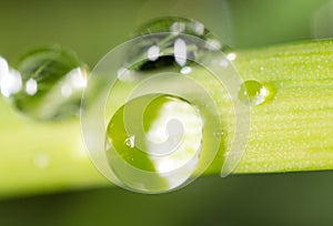 Drops of dew on the grass. macro