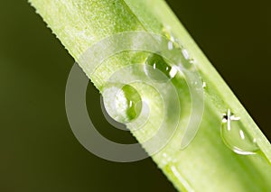 Drops of dew on the grass. macro