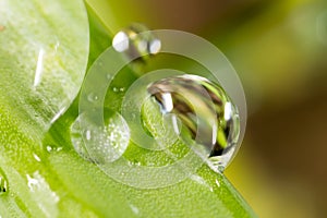 Drops of dew on the grass. macro