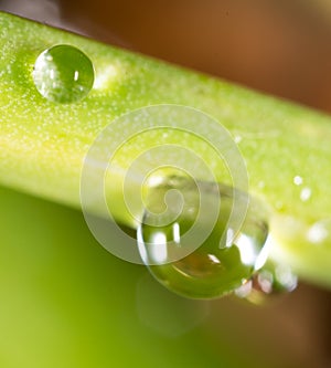 Drops of dew on the grass. macro