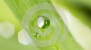 Drops of dew on the grass. macro