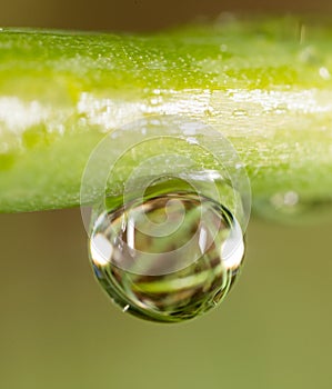 Drops of dew on the grass. macro