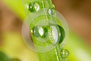 Drops of dew on the grass. macro