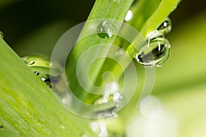 Drops of dew on the grass. macro