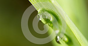 Drops of dew on the grass. macro