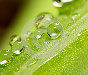 Drops of dew on the grass. macro