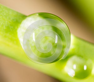 Drops of dew on the grass. macro