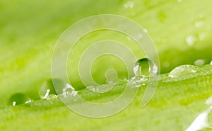 Drops of dew on the grass. macro