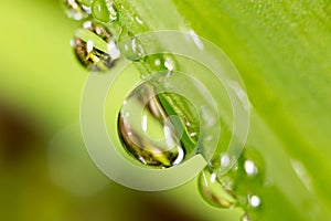 Drops of dew on the grass. macro