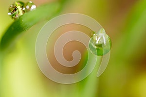 Drops of dew on the grass. macro