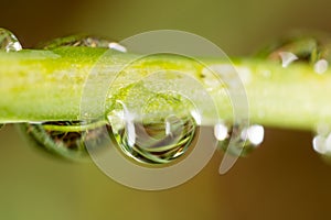 Drops of dew on the grass. macro