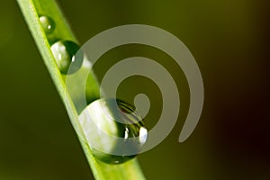 Drops of dew on the grass. macro