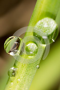 Drops of dew on the grass. macro