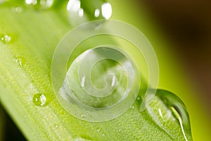 Drops of dew on the grass. macro