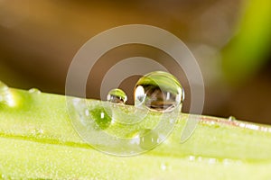 Drops of dew on the grass. macro