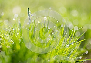 Drops of dew on the grass. macro