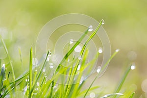 Drops of dew on the grass. macro