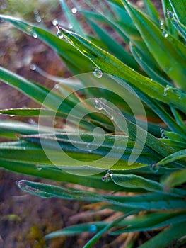 Drops of dew on the grass in the morning in macro. Grass bush in dew drops