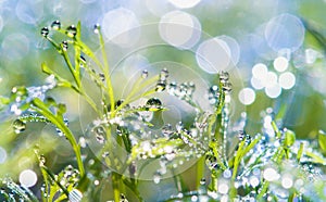 Drops of dew on the grass. sun glare from dew