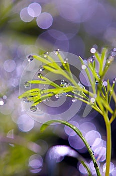 Drops of dew on the grass. sun glare from dew