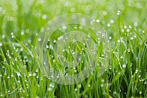 Drops of dew on grasses