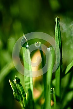 Drops of dew on the green grass