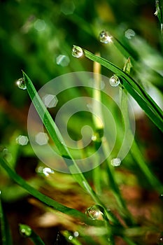 Drops of dew on the green grass