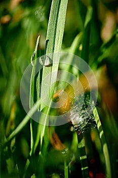 Drops of dew on the green grass