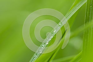 Drops of dew on the green grass. Macro