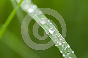 Drops of dew on the green grass. Macro