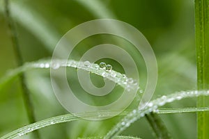 Drops of dew on the green grass. macro