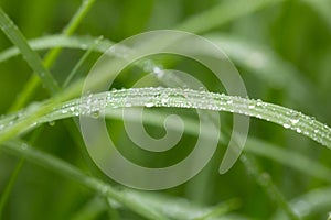 Drops of dew on the green grass. macro