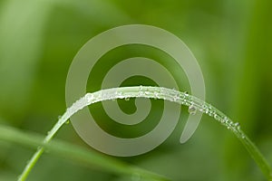 Drops of dew on the green grass. macro