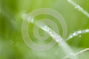 Drops of dew on the green grass. macro