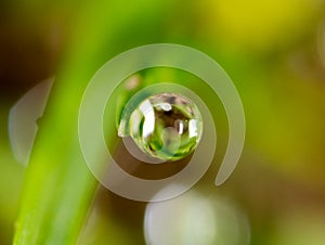 Drops of dew on the green grass. macro