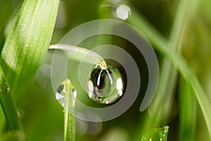 Drops of dew on the green grass. macro
