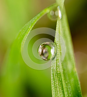 Drops of dew on the green grass. macro