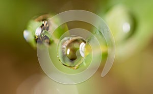 Drops of dew on the green grass. macro