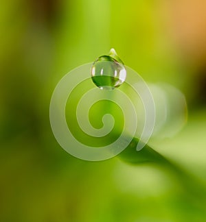 Drops of dew on the green grass. macro