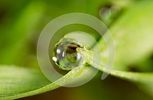 Drops of dew on the green grass. macro