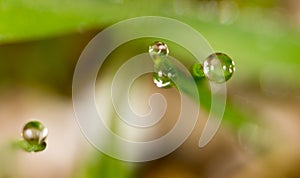 Drops of dew on the green grass. macro