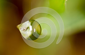 Drops of dew on the green grass. macro