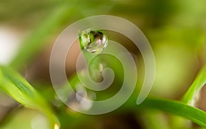 Drops of dew on the green grass. macro