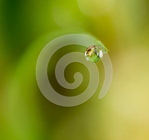 Drops of dew on the green grass. macro