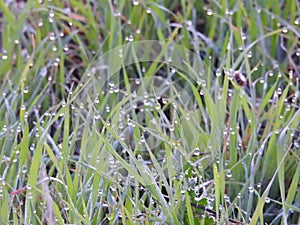 Drops of dew on a green grass. Morning light. Close up of fresh thick grass with water drops in the early morning