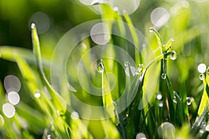 Drops of dew on the green grass in nature. macro