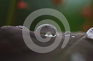 Drops of dew on the green grass. Raindrops on green leaves. Water drops. Macro photo