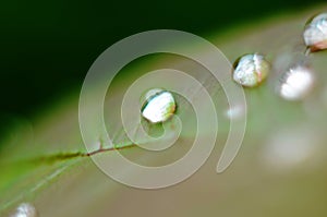 Drops of dew on the green grass. Raindrops on green leaves. Water drops. Macro photo